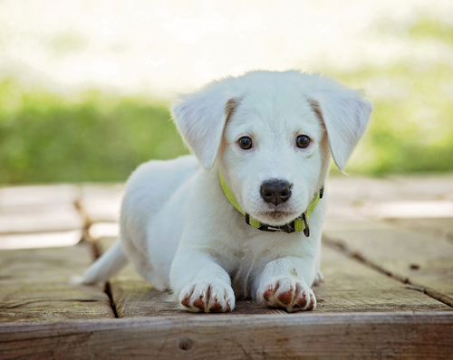 子犬