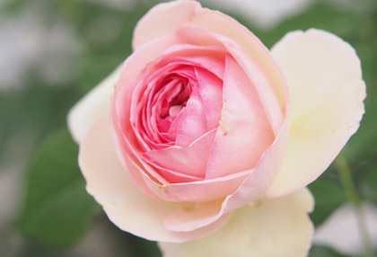 薔薇