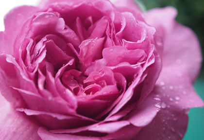 薔薇