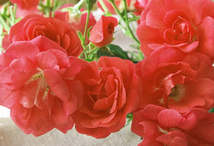薔薇