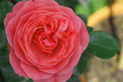 薔薇