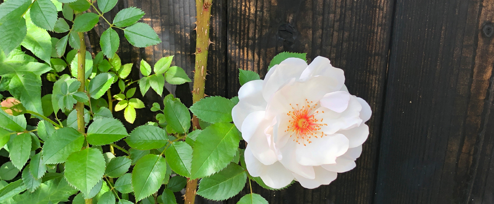 ハートが喜びであふれる生き方～Angelic Bloom