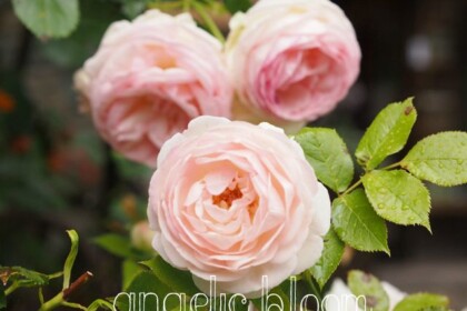薔薇