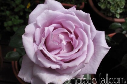 薔薇
