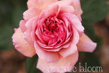 薔薇