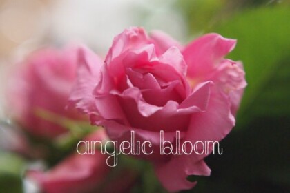 薔薇
