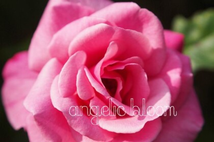 薔薇