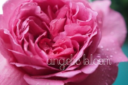 薔薇