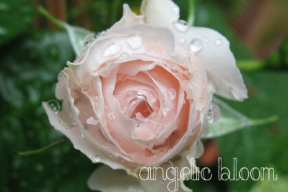 薔薇