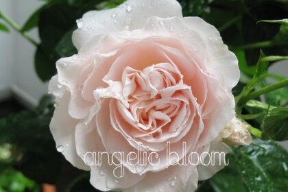 薔薇