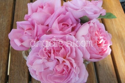 薔薇