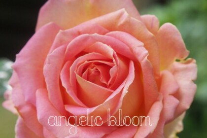 薔薇
