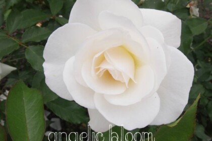 薔薇
