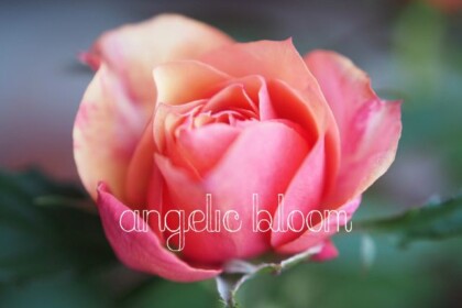薔薇
