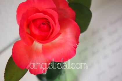 薔薇