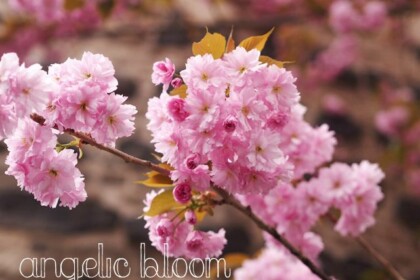 桜
