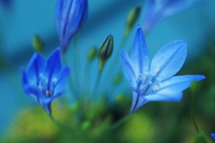 ブルーのお花