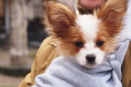 クリスマスマーケット