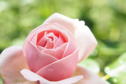 薔薇